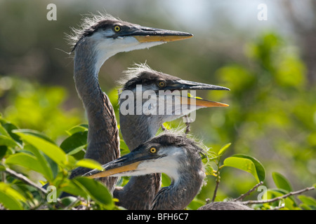 Les jeunes poussins de grands hérons dans le nid dans une rookerie en Floride. Banque D'Images