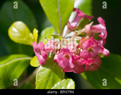 Escallonia Apple Blossom Banque D'Images