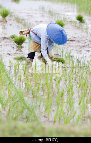 Une femme portant un chapeau conique du riz dans les plantes est de l'État de Shan du Myanmar Banque D'Images