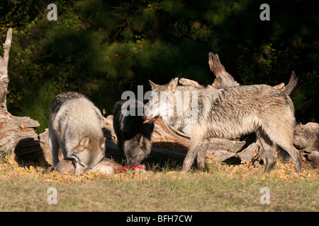 Pack de bois, ou des loups gris, avec un cerf mort. Banque D'Images