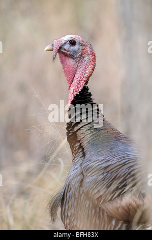 Le Dindon sauvage mâle (Meleagris gallopavo) à Madera Canyon, Arizona, USA Banque D'Images