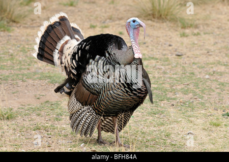 Le Dindon sauvage mâle (Meleagris gallopavo) à Madera Canyon, Arizona, USA Banque D'Images