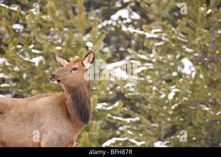 Le wapiti (Cervus canadensis), près de Banff, Alberta, Canada Banque D'Images