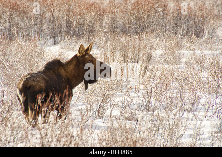 L'orignal, l'Alces alces in meadow Banque D'Images