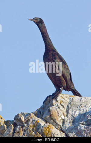 Cormoran pélagique (Phalacrocorax pelagicus) perché sur un rocher à Victoria, BC, Canada. Banque D'Images