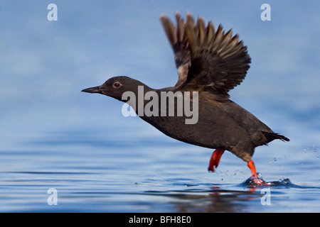 Guillemot - Pigeon (Cepphus columba) en vol, à Victoria, BC, Canada. Banque D'Images