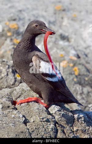 Guillemot - Pigeon (Cepphus columba) perché sur un rocher à Victoria, BC, Canada. Banque D'Images