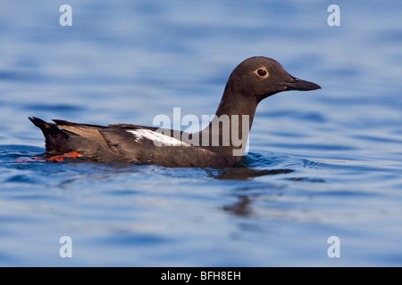 Guillemot - Pigeon (Cepphus columba) natation à Victoria, BC, Canada. Banque D'Images