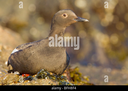 Guillemot - Pigeon (Cepphus columba) perché sur un rocher à Victoria, BC, Canada. Banque D'Images