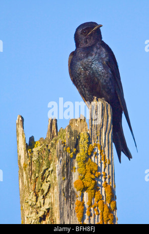 (Progne subis Hirondelle) perché sur une branche à Victoria, BC, Canada. Banque D'Images