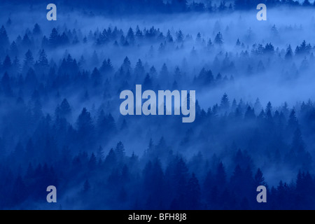 Forêt Dinarique de lune en Slovénie Banque D'Images