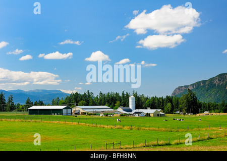 Ferme de la baie Cowichan, Cowichan Bay (C.-B.). Banque D'Images