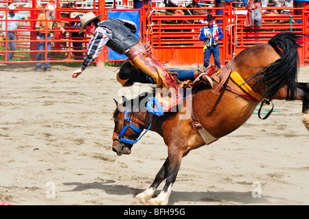 Cowboy étant projeté de sa selle ride pendant bronc riding au Luxton Pro Rodeo à Victoria, BC. Banque D'Images