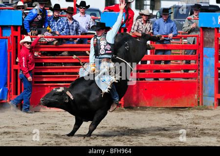 Bull riding Cowboy au Luxton Pro Rodeo à Victoria, BC. Banque D'Images