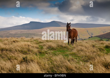 WELSH MOUNTAIN PONY AVEC PEN-Y-FAN EN ARRIÈRE-PLAN LE PARC NATIONAL DES Brecon Beacons Banque D'Images