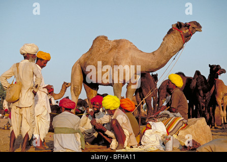 Elk127-3465 de l'Inde, Rajasthan, Pushkar, chameau, chameaux et les pilotes juste Banque D'Images