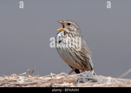 Grauammer (Emberiza calandra ; Miliaria calandra Corn bunting) - Banque D'Images