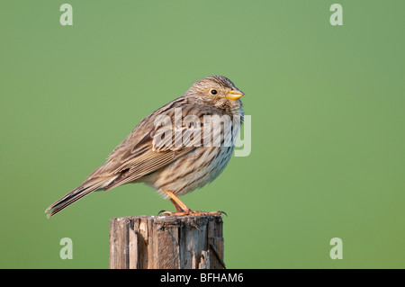 Grauammer (Emberiza calandra ; Miliaria calandra Corn bunting) - Banque D'Images