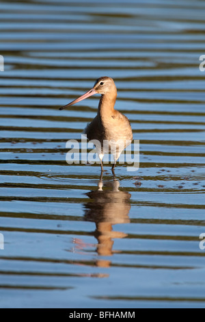 Barge à queue noire Limosa limosa pataugeant dans la piscine avec des réflexions et de rides Banque D'Images