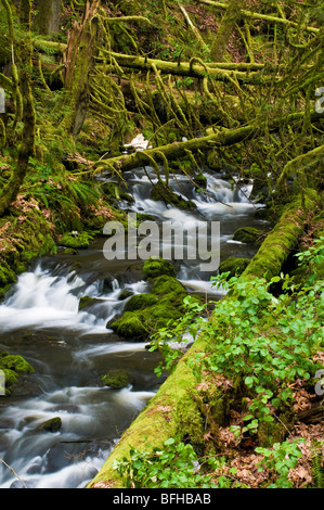 Gowlland Tod Creek traverse le parc provincial Tod près de Victoria (Colombie-Britannique). Banque D'Images