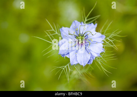 'Close up d'un seul amour-dans-un-Mist flower (Nigella damascena) dans un jardin avec un fond vert. Banque D'Images