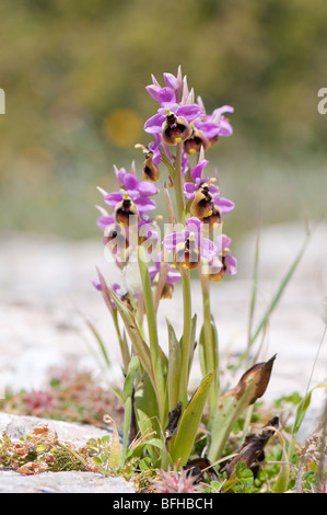 Ragwurz Luc - Ophrys tenthredinifera- tenthrèdes orchid Banque D'Images