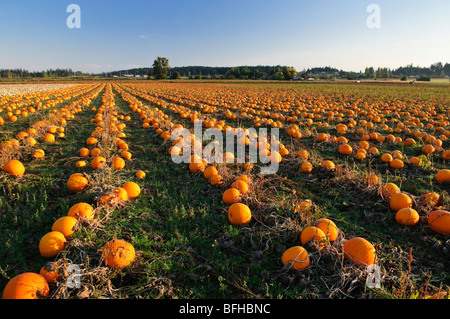 Les citrouilles poussent dans les champs cultivés dans la région de Central Saanich, près de Victoria (Colombie-Britannique). Banque D'Images