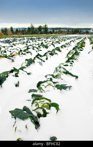 Chou enterré dans la neige dans une ferme de Central Saanich, près de Victoria (Colombie-Britannique). Banque D'Images