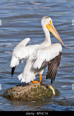 Pélican blanc debout sur un rocher dans la rivière Rouge. Lockport, au Manitoba, Canada. Banque D'Images