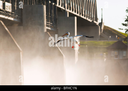Pélican blanc d'atterrissage sur la rivière Rouge. Écluse et barrage de Saint Andrews un lieu historique national situé à Lockport Manitoba peuvent Banque D'Images