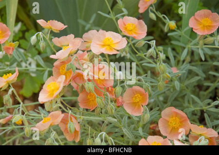Cette photo présente de petites fleurs de couleur abricot roses rock ouvert avec la pluie. L'arrière-plan est flou intentionnellement pour l'effet. Banque D'Images