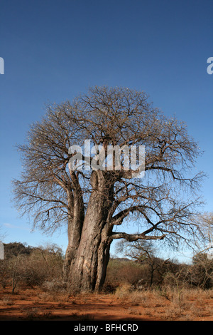 Baobab Adansonia digitata avec ciel bleu, pris près de Yaeda Chini, Tanzanie Banque D'Images