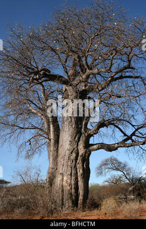 Baobab Adansonia digitata avec ciel bleu, pris près de Yaeda Chini, Tanzanie Banque D'Images