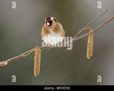 Chardonneret, Carduelis carduelis, perché sur la branche d'aulne léger avec chatons Banque D'Images