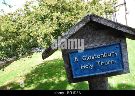 Thorn Tree sainte en terrains de St John the Baptist Church UK Somerset Glastonbury Banque D'Images