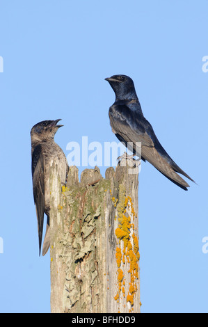 (Progne subis Hirondelle) à meilleur site du programme de la lagune Esquimalt - Victoria, BC, Canada Banque D'Images