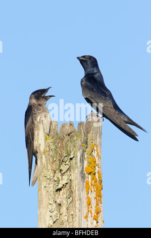 (Progne subis Hirondelle) à meilleur site du programme de la lagune Esquimalt - Victoria, BC, Canada Banque D'Images