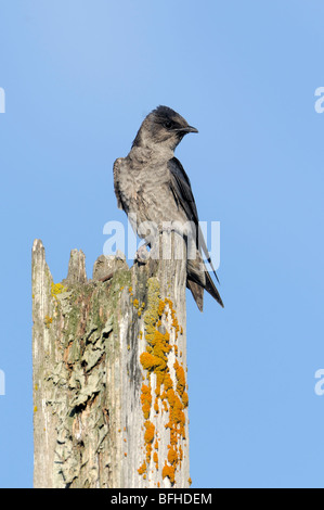 (Progne subis Hirondelle) à meilleur site du programme de la lagune Esquimalt - Victoria, BC, Canada Banque D'Images