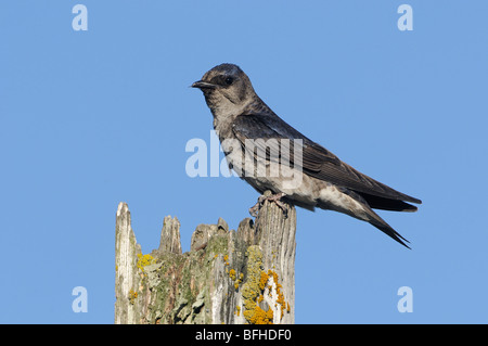 (Progne subis Hirondelle) à meilleur site du programme de la lagune Esquimalt - Victoria, BC, Canada Banque D'Images