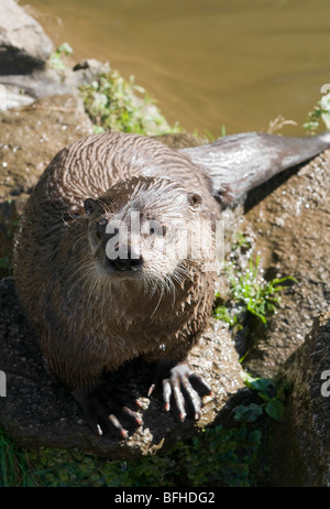 Otter canadien par les rivières bank Banque D'Images