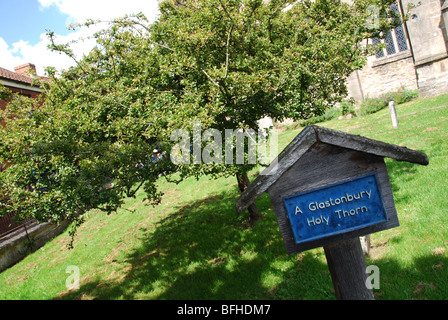 Thorn Tree sainte en terrains de St John the Baptist Church UK Somerset Glastonbury Banque D'Images