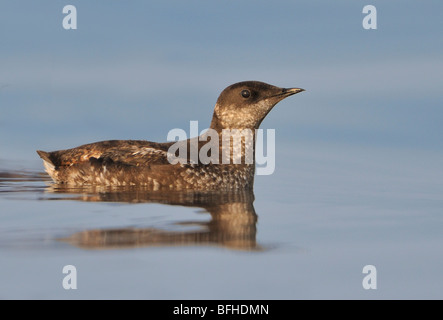 Guillemot marbré (Brachyramphus marmoratus) en plumage nuptial off Oak Bay waterfront - Victoria, BC, Canada Banque D'Images