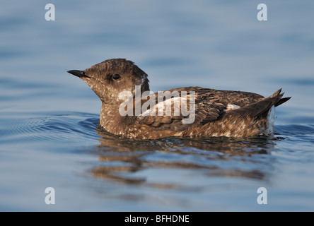 Guillemot marbré (Brachyramphus marmoratus) en plumage nuptial off Oak Bay waterfront - Victoria, BC, Canada Banque D'Images