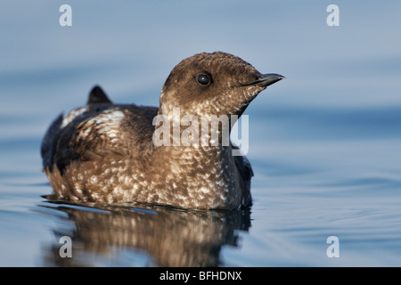 Guillemot marbré (Brachyramphus marmoratus) en plumage nuptial off Oak Bay waterfront - Victoria, BC, Canada Banque D'Images