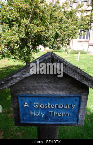 Thorn Tree sainte en terrains de St John the Baptist Church UK Somerset Glastonbury Banque D'Images