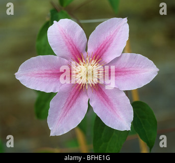 Fleurs roses d'un jeune Clematis 'Comtesse de Bouchard l'escalade des plantes ornementales Banque D'Images