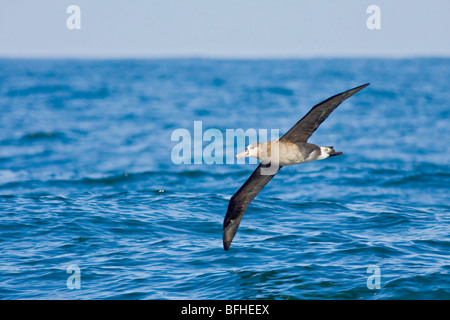 Albatros à pieds noirs (Phoebastria nigripes) volant à Washington, États-Unis. Banque D'Images