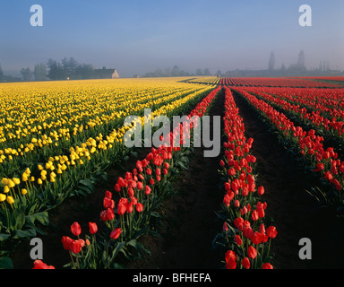 Rangées de tulipes jaunes et rouges dans le champ lever du soleil dans le brouillard avec vieille grange Mont Vernon l'État de Washington, USA Banque D'Images