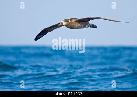 Albatros à pieds noirs (Phoebastria nigripes) volant à Washington, États-Unis. Banque D'Images