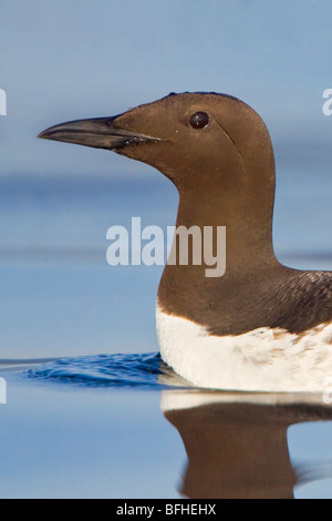 Guillemot de Troïl (Uria aalge) nager sur l'océan, près de Victoria, BC, Canada. Banque D'Images